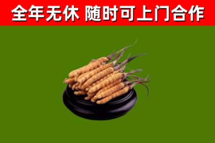 桓台烟酒回收冬虫夏草.jpg