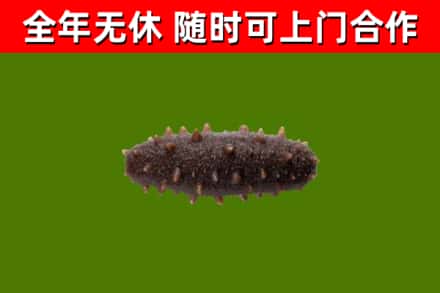 桓台烟酒回收干海参.jpg